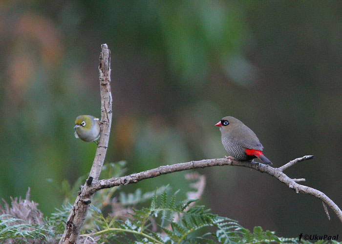 (Stagonopleura oculata)
Snug, Tasmania, Detsember 2007
Keywords: Austraalia Beautiful Firetail