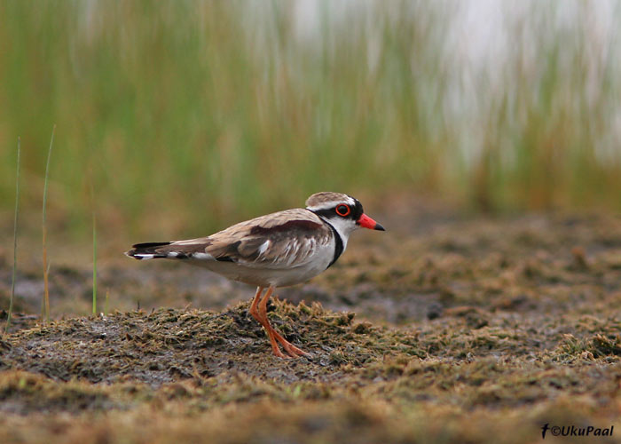 Mudatüll  (Elseyornis melanops)
Detsember 2007
Keywords: Austraalia Black-fronted Dotterel