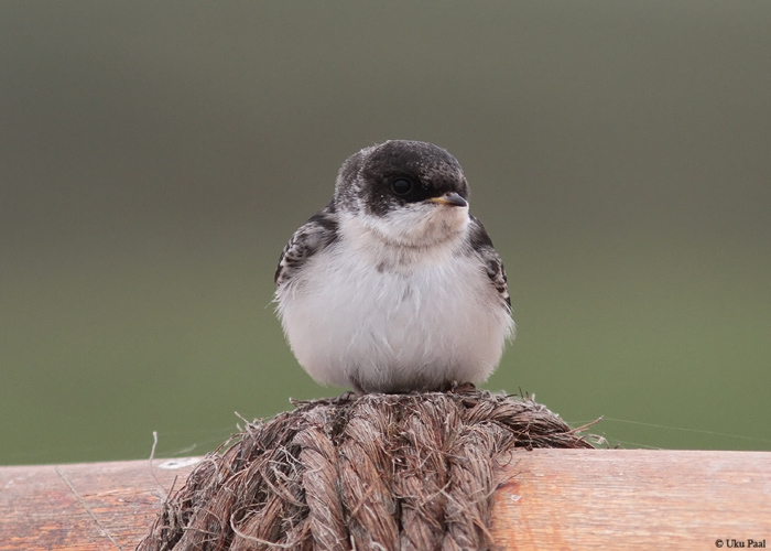 Lõuna-mägipääsuke (Notiochelidon cyanoleuca)
Peruu, sügis 2014

UP
Keywords: BLUE-AND-WHITE SWALLOW