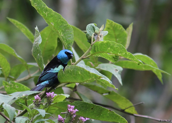 Tangara cyanicollis
Peruu, sügis 2014

UP
Keywords: BLUE-NECKED TANAGER