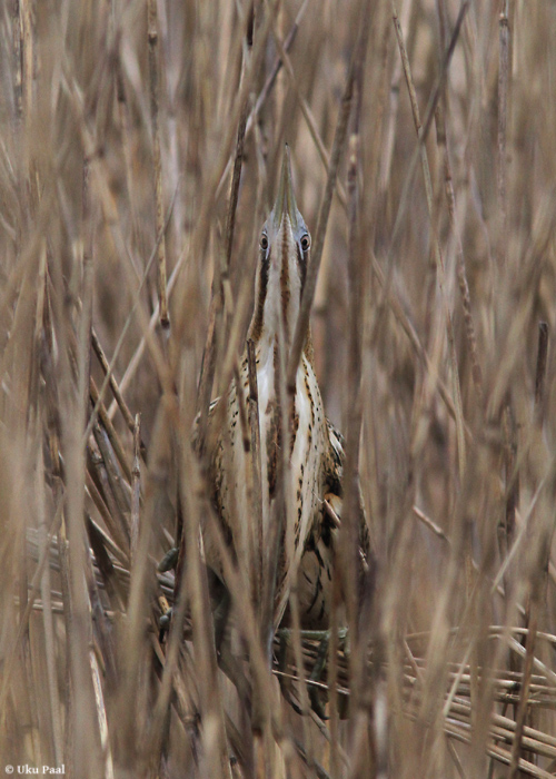 Hüüp (Botaurus stellaris)
Pärnumaa, mai 2014

UP
Keywords: bittern