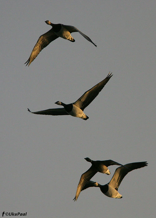 Lagled (Branta bernicla et leucopsis)
Sõrve säär, 11.10.2007

UP
Keywords: brent barnacle goose