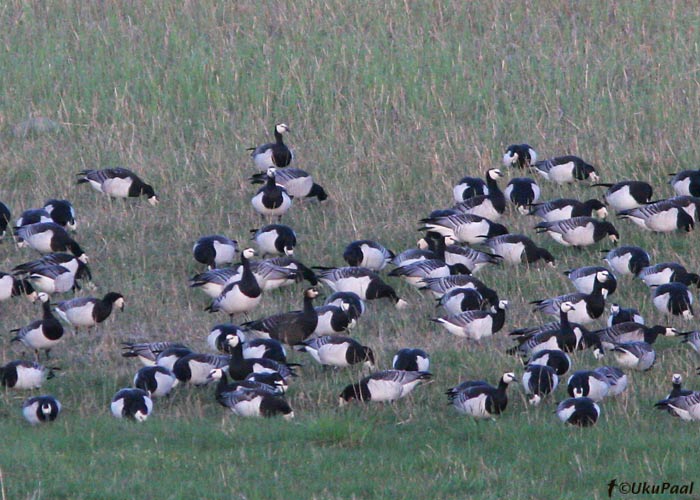 Valgepõsk-lagle (Branta leucopsis)
Haeska, 10.05.2008. Poolmelanootiline isend.
Keywords: barnacle goose melanistic