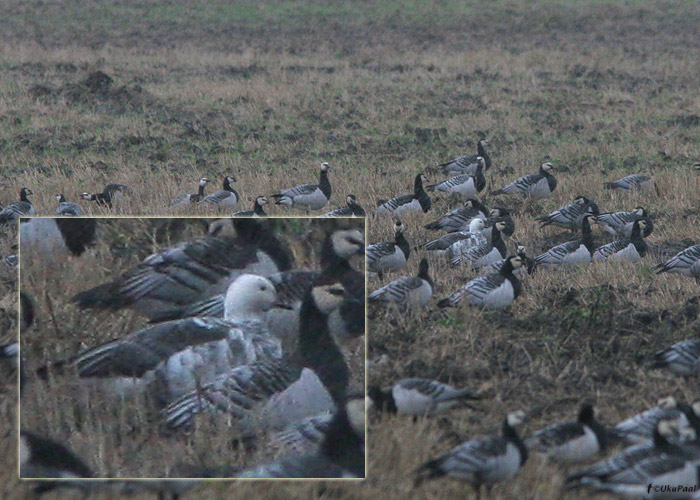 Hani sp. (Branta/Anser sp.)
Lihula, Läänemaa, 28.9.09

UP
Keywords: barnacle goose