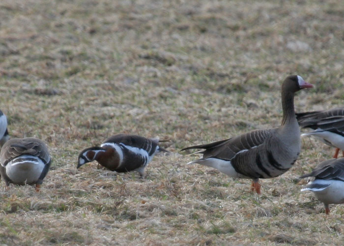 Punakael-lagle (Branta ruficollis)
Aardla, Tartumaa, 22.4.2011. Tartumaa 7. vaatlus.

Margus Ots
Keywords: red-breasted goose