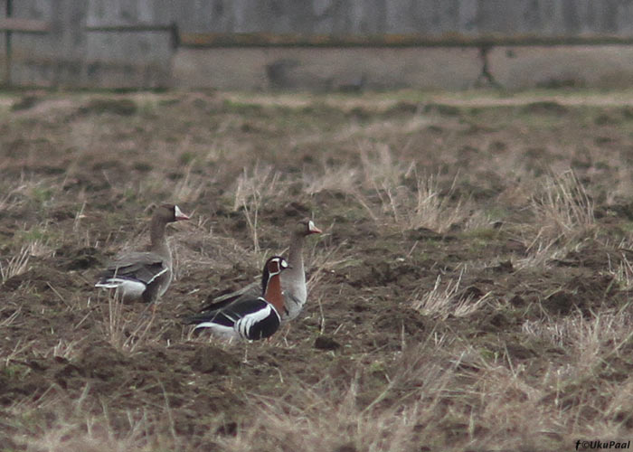 Punakael-lagle (Branta ruficollis)
Neemisküla, Tartumaa, 29.4.2013

UP
Keywords: red-breasted goose