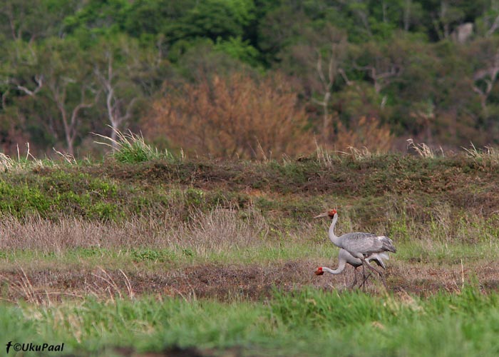 Brolgakurg (Grus rubicunda)
Townsville NP, Detsember 2007
Keywords: Austraalia Brolga