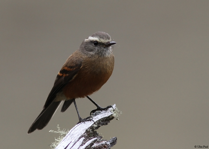 Ochthoeca fumicolor
Peruu, sügis 2014

UP
Keywords: BROWN-BACKED CHAT-TYRANT