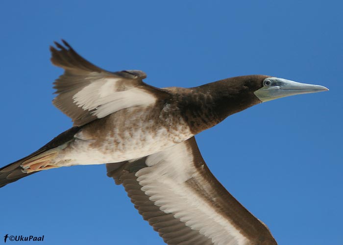 Pruunsuula (Sula leucogaster)
Michaelmas Cay, Detsember 2007
Keywords: Austraalia Brown Booby