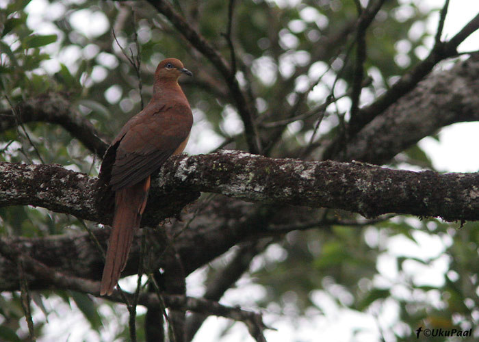 Ruuge-kägutuvi (Macropygia amboinensis)
Paluma NP, Detsember 2007
Keywords: Austraalia Brown Cuckoo-dove