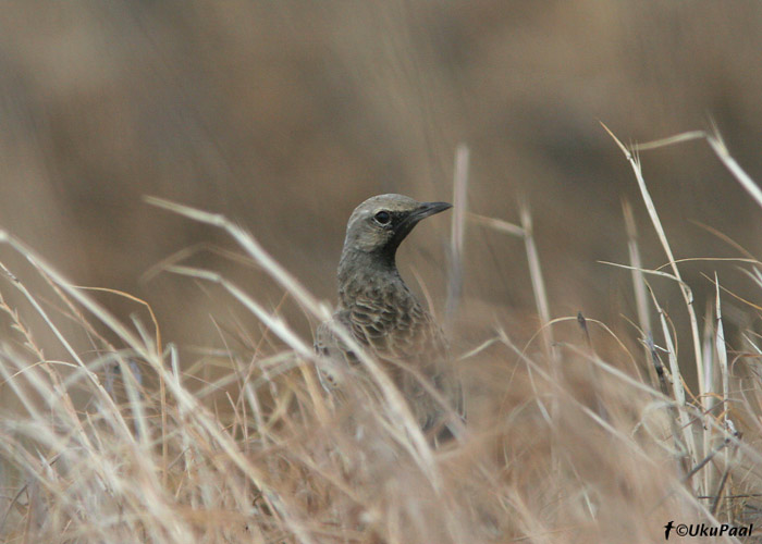 (Cincloramphus cruralis)
Terrick Terrick NP, Detsember 2007
Keywords: Austraalia Brown Songlark