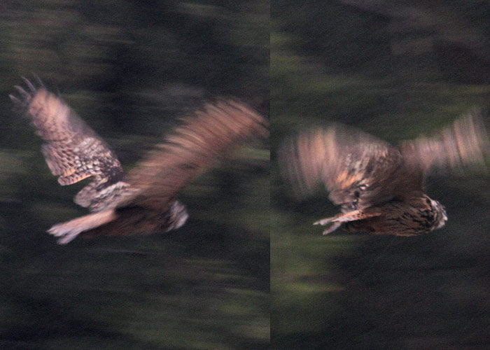 Kassikakk (Bubo bubo)
Hiiumaa, 17.5.2012. Selle liigi foto võib uhkusega harulduste galeriisse sokutada, kuna liigi allakäik on Eestis olnud viimastel aastakümnetel nii drastiline ja visuaalvaatlused on muutunud väga harvaks.

UP
Keywords: eagle owl