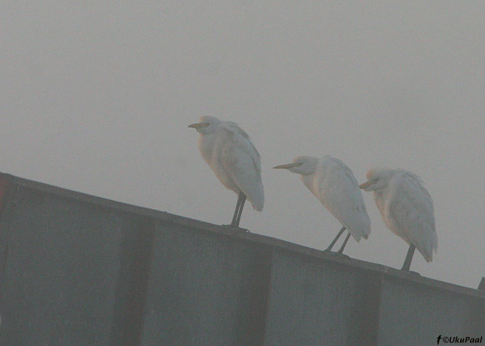 Veisehaigur (Bubulcus ibis)
Hula org

UP
Keywords: cattle egret