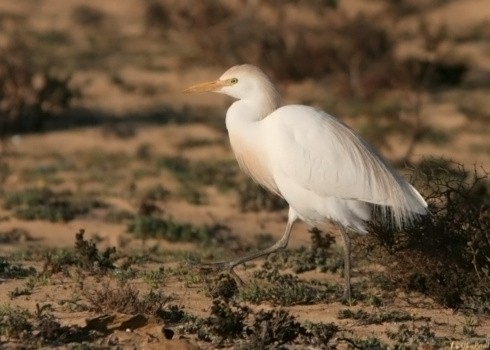 Veisehaigur (Bubulcus ibis)
Costa Calma, Fuerteventura, märts 2009

UP
Keywords: cattle egret