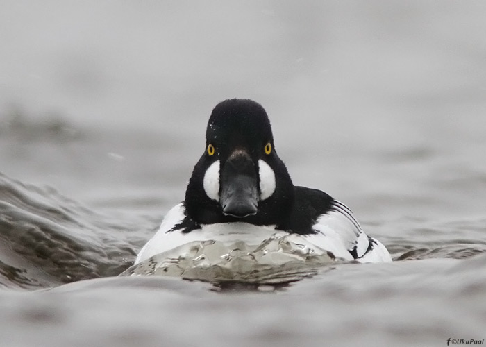 Sõtkas (Bucephala clangula)
Saaremaa, aprill 2012

UP
Keywords: goldeneye