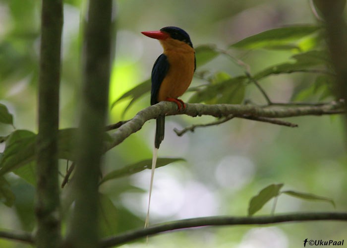 Niitsaba-safiirlind (Tanysiptera sylvia)
Cairns, Detsember 2007
Keywords: Buff-breasted Paradise Kingfisher