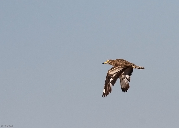 Jämejalg (Burhinus oedicnemus)
Hispaania 2014

UP
Keywords: thick-knee