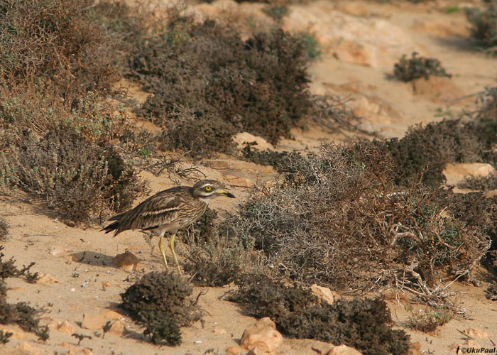 Jämejalg (Burhinus oedicnemus)
Costa Calma, Fuerteventura, märts 2009

UP
Keywords: thick-knee