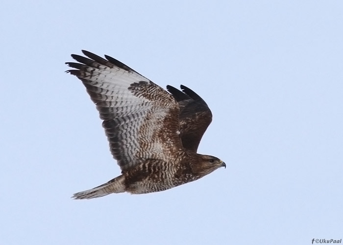 Hiireviu (Buteo buteo)
Tartumaa, märts 2013

UP
Keywords: common buzzard