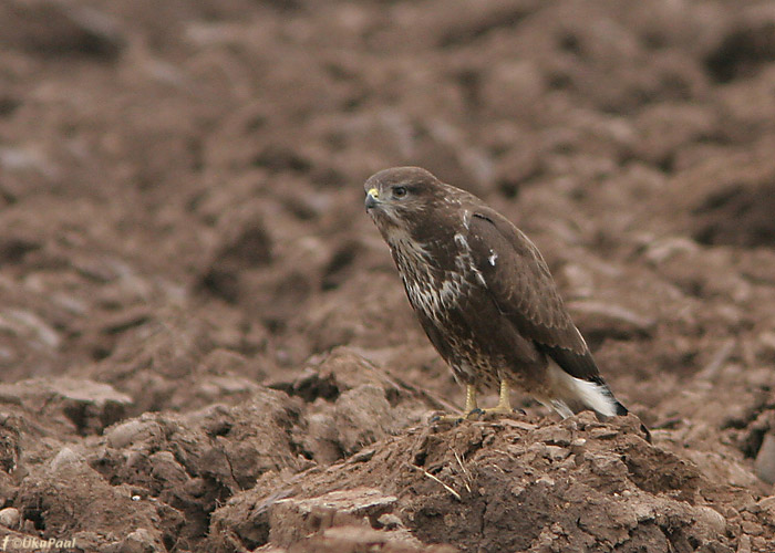 Hiireviu (Buteo buteo)
Ilmatsalu, Tartumaa, 8.9.2008
Keywords: common buzzard