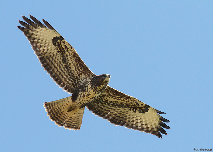 Hiireviu (Buteo buteo)
Tartumaa, september 2013

UP
Keywords: common buzzard