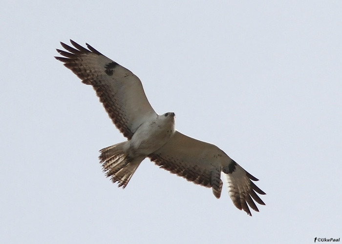 Hiireviu (Buteo buteo)
Ristna, Hiiumaa, 15.5.2011

UP
Keywords: common buzzard