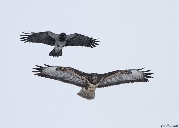 Hiireviu (Buteo buteo) ja hallvares (Corvus corone cornix)
Tartumaa, 7.1.2011

UP
Keywords: buzzard crow