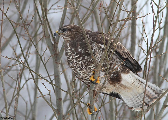 Hiireviu (Buteo buteo)
Tartumaa, jaanuar 2011
Keywords: common buzzard