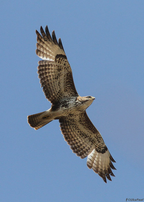 Hiireviu (Buteo buteo)
Saaremaa, mai 2013

UP
Keywords: common buzzard