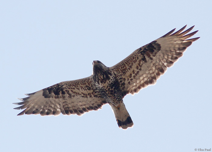 Karvasjalg-viu (Buteo lagopus) ad isane
Saaremaa, aprill 2014

UP
Keywords: rough-legged buzzard