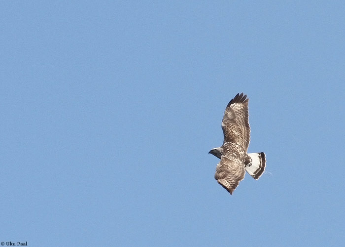 Karvasjalg-viu (Buteo lagopus)
Läänemaa, aprill 2013

UP
Keywords: rough-legged buzzard