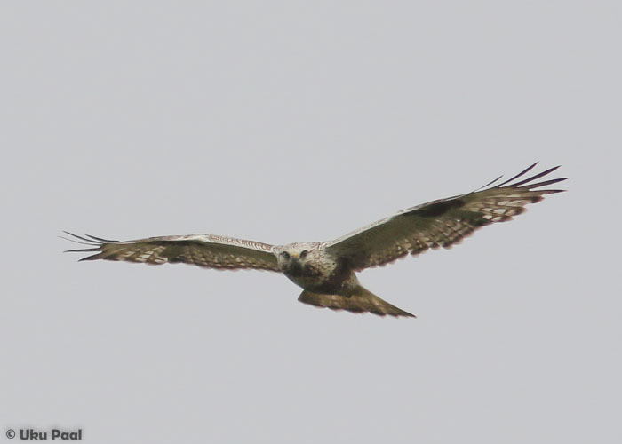 Taliviu (Buteo lagopus)
Ristna, Hiiumaa, 26.5.2016. Suhteliselt hiline kevadrändur.

UP
Keywords: rough-legged buzzard