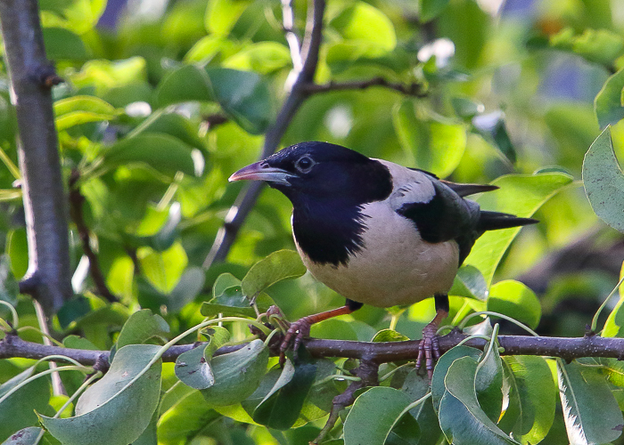 Roosa-kuldnokk (Pastor roseus)
Mehikoorma, Põlvamaa, 07.09.2020

Raul Vilk
Keywords: rosy starling