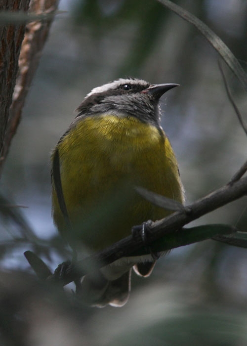 Bananaquit (Coereba flaveola)
Bananaquit (Coereba flaveola)

RM
