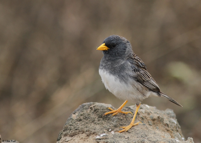 Phrygilus alaudinus
Peruu, sügis 2014

UP
Keywords: Band-tailed sierra-finch