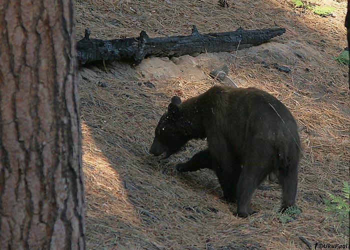 Ursus americanus
Rahvusparkide karud on imimestega harjunud ja võivad käituda ka aggressiivselt. Yosemitis liikudes tuleb ööseks toit ja muu intensiivsema lõhnaga kraam spetsiaalsetesse raudkappidesse panna. Toidukraami öösel autosse jättes riskid sellega, et karud murravad autosse või saad valvuritelt suure trahvi. Liigeldes tuleb tähelepanelik olla, et teed ületavale karule otsa ei sõidaks. Suurtest hoiatussiltidest ja regulatsioonidest hoolimata nägime kogu retke jooksul vaid kahte karu. Õnneks piisavalt kaugelt.  Yosemite rahvuspark, California

UP
Keywords: bear