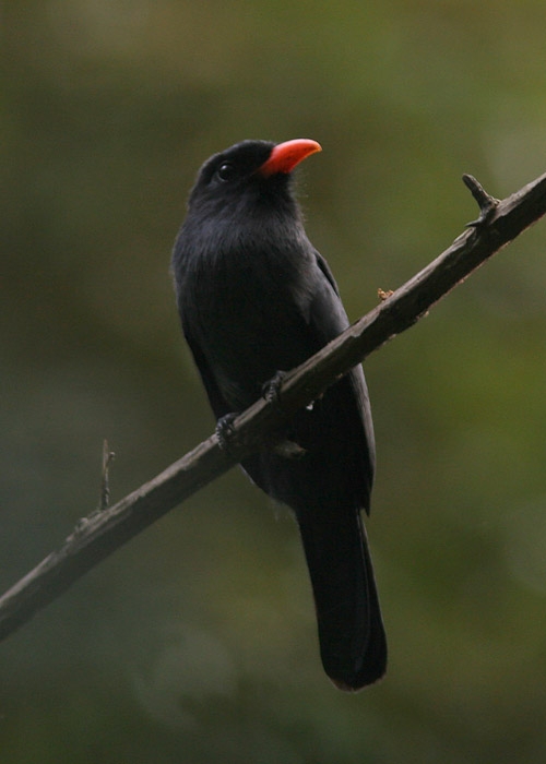 Black-Fronted-Nunbird (Monasa nigrifrons)
Black-Fronted-Nunbird (Monasa nigrifrons), Cumaceba lodge

RM
