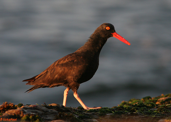 Põhja-mustmerisk (Haematopus bachmani)
Santa Cruz, California

UP
Keywords: black oystercatcher