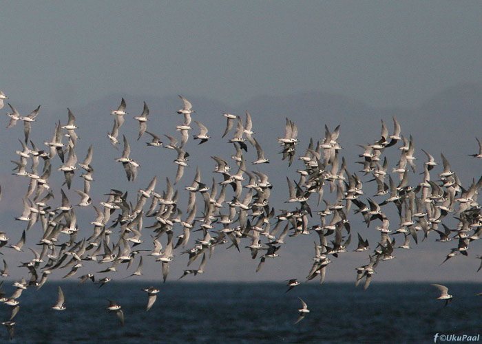 Mustviires (Chlidonias niger surinamensis)
Salton Sea, California

UP
Keywords: black tern