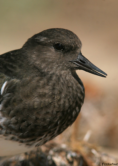 Must-kivirullija (Arenaria melanocephala)
Crystal Cove State Park, California

UP
Keywords: black turnstone