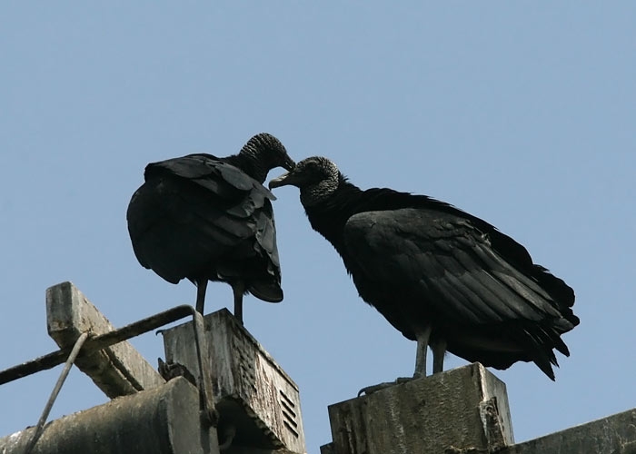 Black Vulture (Coragyps atratus)
Black Vulture (Coragyps atratus), Lima. Üks tavalisemaid röövlinde rannikul

RM
