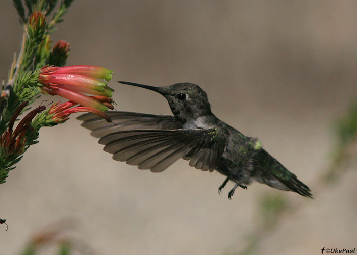 Archilochus alexandri
Santa Cruz, California

UP
Keywords: black-chiined hummingb