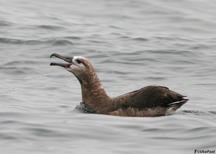 Tõmmualbatross (Phoebastria nigripes)
Monterey laht, California

UP
Keywords: black-footed albatr