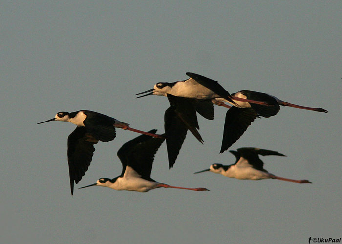 Mustpea-karkjalg (Himantopus mexicanus)
Salton Sea, California

UP
Keywords: black-necked stilt