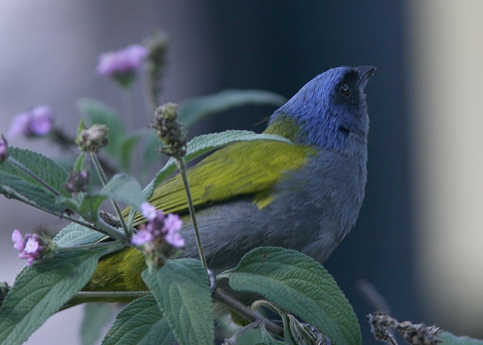 Blue-Capped Tanager (Thraupis cyanocephala)
Blue-Capped Tanager (Thraupis cyanocephala), Macchu Picchu

RM
