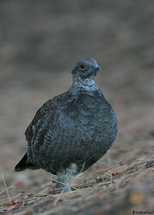 Dendragapus fuliginosus
Yosemite rahvuspark, California

UP
Keywords: sooty blue grouse