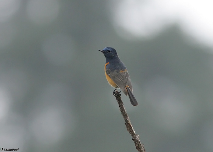 Sini-lepalind (Phoenicurus frontalis) 
Eaglenest NP, märts 2010

UP
Keywords: blue-fronted robin