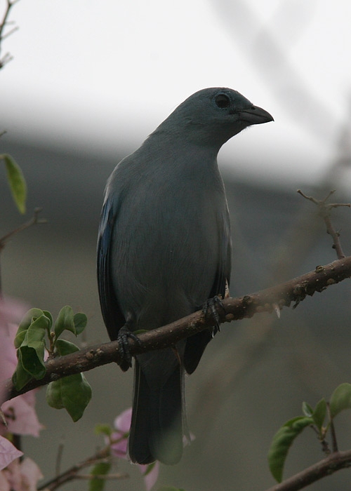 Blue-gray Tanager (Tangara vassorii)
Blue-gray Tanager (Tangara vassorii)

RM
