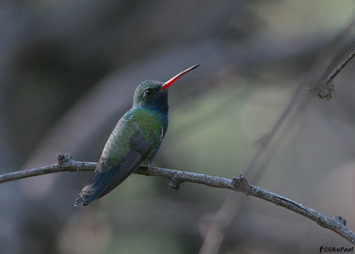 Cynanthus latirostris
Tucson, Arizona

UP
Keywords: broad-billed hummingbird