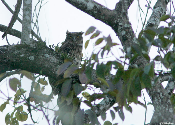 Kalakakk (Ketupa zeylonensis) 
Kaziranga Tea Garden, aprill 2010
Keywords: brown fish owl